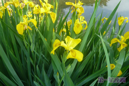 黄花鸢尾花语:信使的幸福