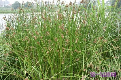 各种花的花语:灯心草的花语