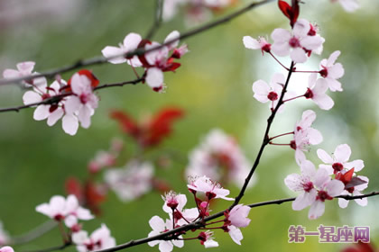 花语大全:冬天花的花语