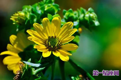 7月18日花语：春菊，生日花语艳丽